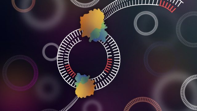 Ученые разработали инструмент для секвенирования кольцевой ДНК