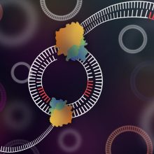Ученые разработали инструмент для секвенирования кольцевой ДНК