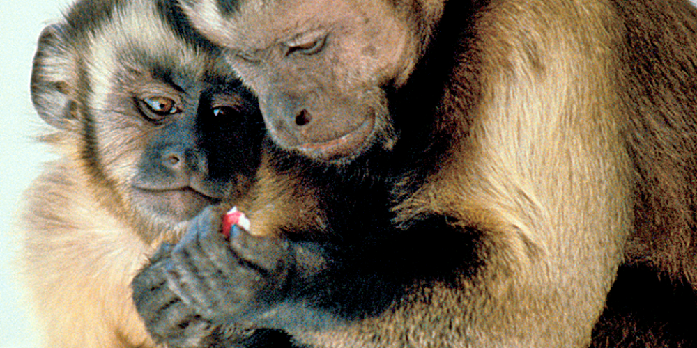 Ученые сделали секвенирование генома долгоживущих обезьян